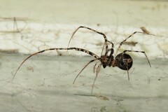 Australomimetus maculosus