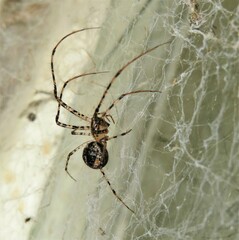 Australomimetus maculosus