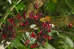 Gesneriaceae