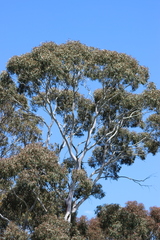 Eucalyptus dalrympleana