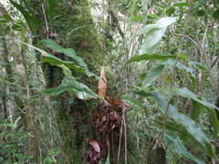 Elaphoglossum
