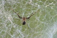 Australomimetus maculosus