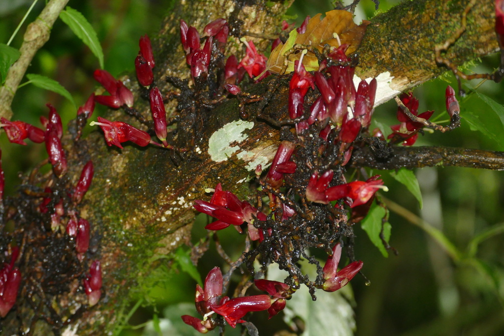 Cyrtandra coccinea (Cyrtandra coccinea)