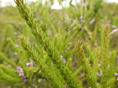 Muraltia satureioides