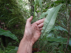 Elaphoglossum