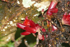 Gesneriaceae
