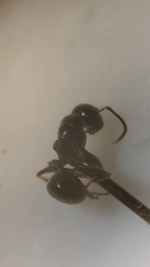Camponotus piceus