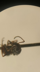 Camponotus piceus