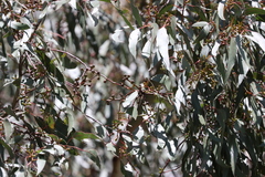 Eucalyptus dalrympleana