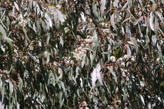 Eucalyptus dalrympleana