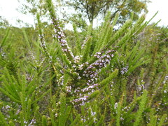 Muraltia satureioides
