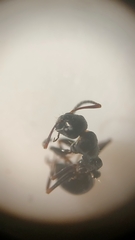 Camponotus piceus