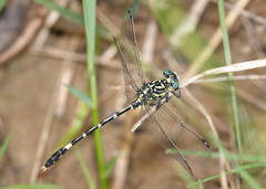 Austrogomphus cornutus