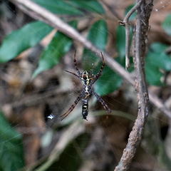 Argiope aetheroides