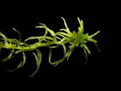 Sphagnum angustifolium