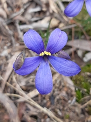 Cheiranthera linearis