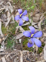 Cheiranthera linearis