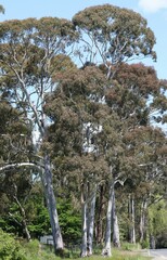 Eucalyptus dalrympleana