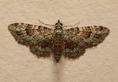 Calluga costalis