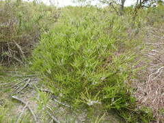 Muraltia satureioides