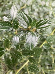 Ceanothus thyrsiflorus
