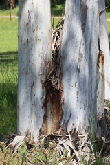 Eucalyptus dalrympleana