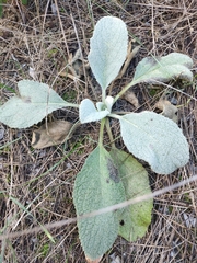 Verbascum boerhavii