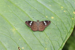 Celaenorrhinus bifurcus