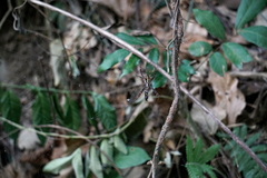 Argiope aetheroides