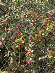 Cotoneaster horizontalis
