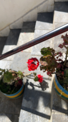 Pelargonium × hybridum