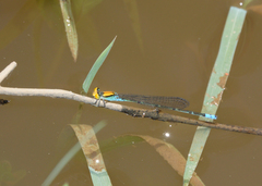 Pseudagrion aureofrons