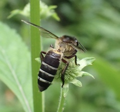 Apis dorsata binghami