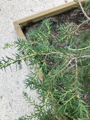 Juniperus cedrus