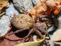 Uliodon