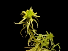 Sphagnum angustifolium