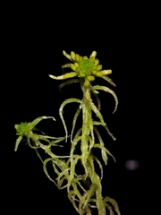 Sphagnum angustifolium