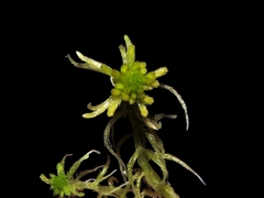 Sphagnum angustifolium