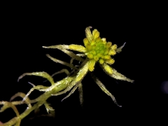 Sphagnum angustifolium