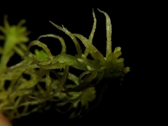 Sphagnum angustifolium