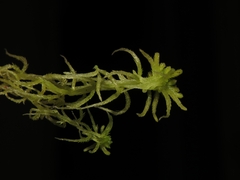 Sphagnum angustifolium