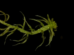 Sphagnum angustifolium