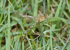 Austrogomphus cornutus