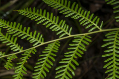 Pteridium esculentum