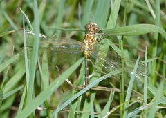 Austrogomphus cornutus