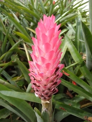 Quesnelia quesneliana