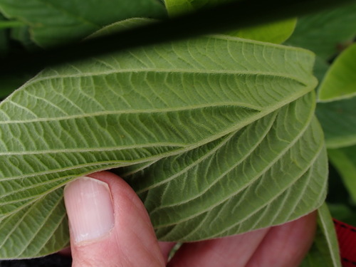 Image of Eriosema distinctum by no rights reserved