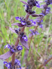 Ajuga australis