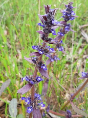 Ajuga australis