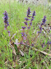 Ajuga australis